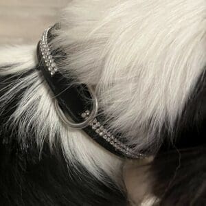 Collier pour chien à strass