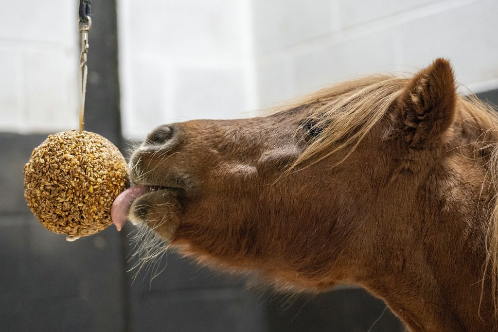 Likit cheval, support likit pour chevaux : bonbon likit, friandise