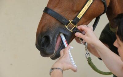 Le vermifuge pour chevaux