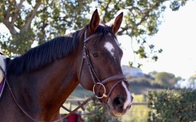 Le bridon