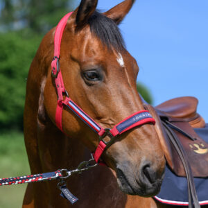 Licol + longe rouge  - Tommy hilfiger equestrian