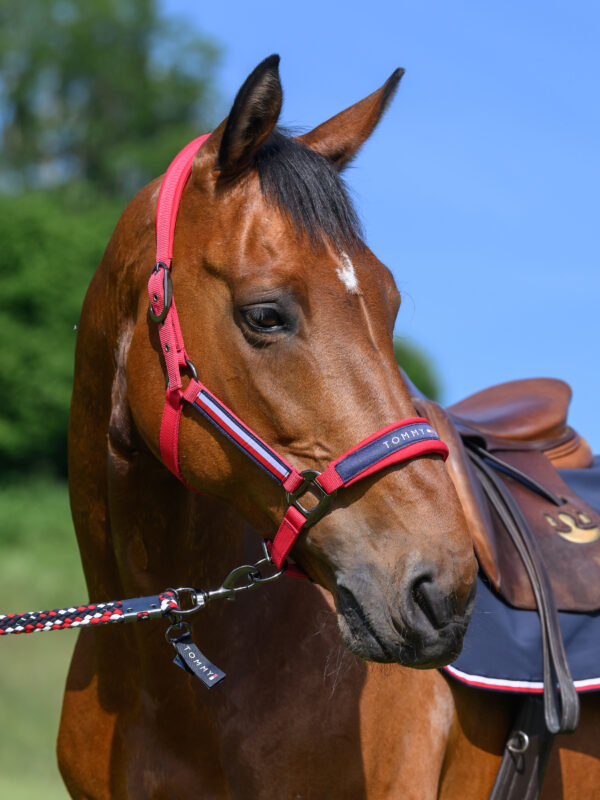 Licol + longe rouge  - Tommy hilfiger equestrian