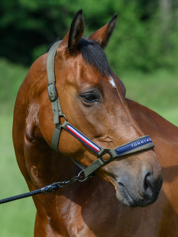 Licol + longe olive - Tommy hilfiger equestrian
