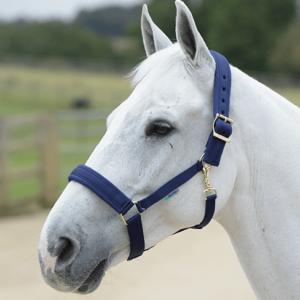 Licol Comfort halter - Bucas