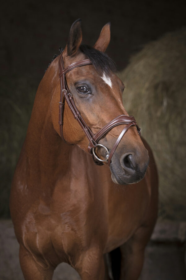 Bridon Vague marron - Norton pro
