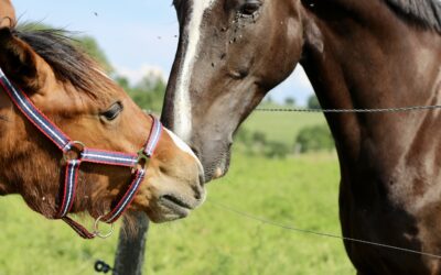 Les besoins quotidien d’un cheval