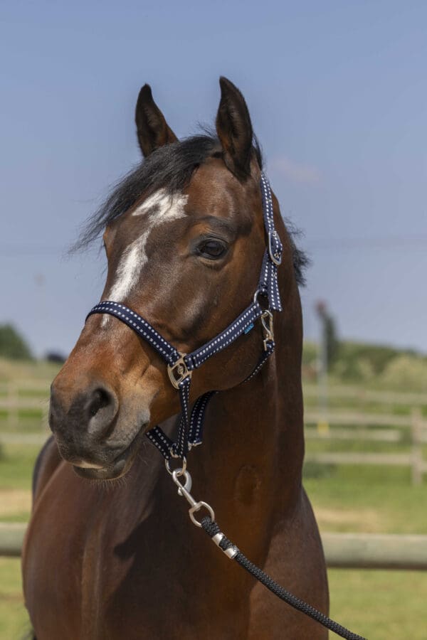 Licol grooming - Norton – Image 2