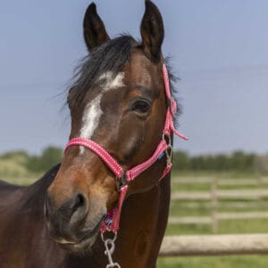 Licol grooming - Norton