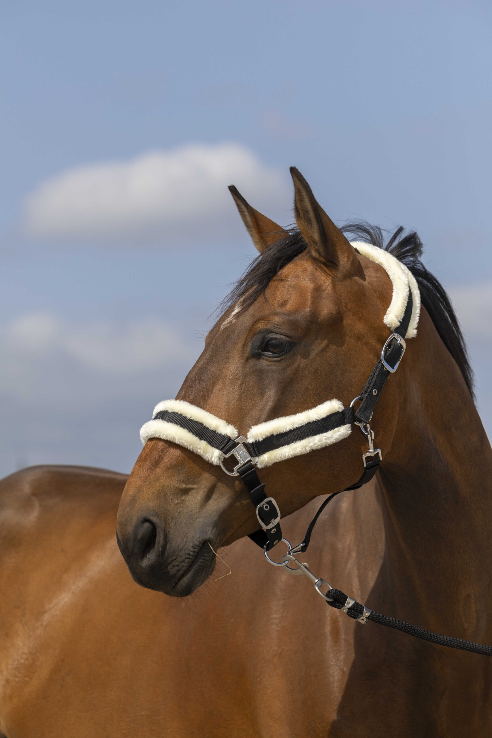 Licol nylon mouton - Equithéme