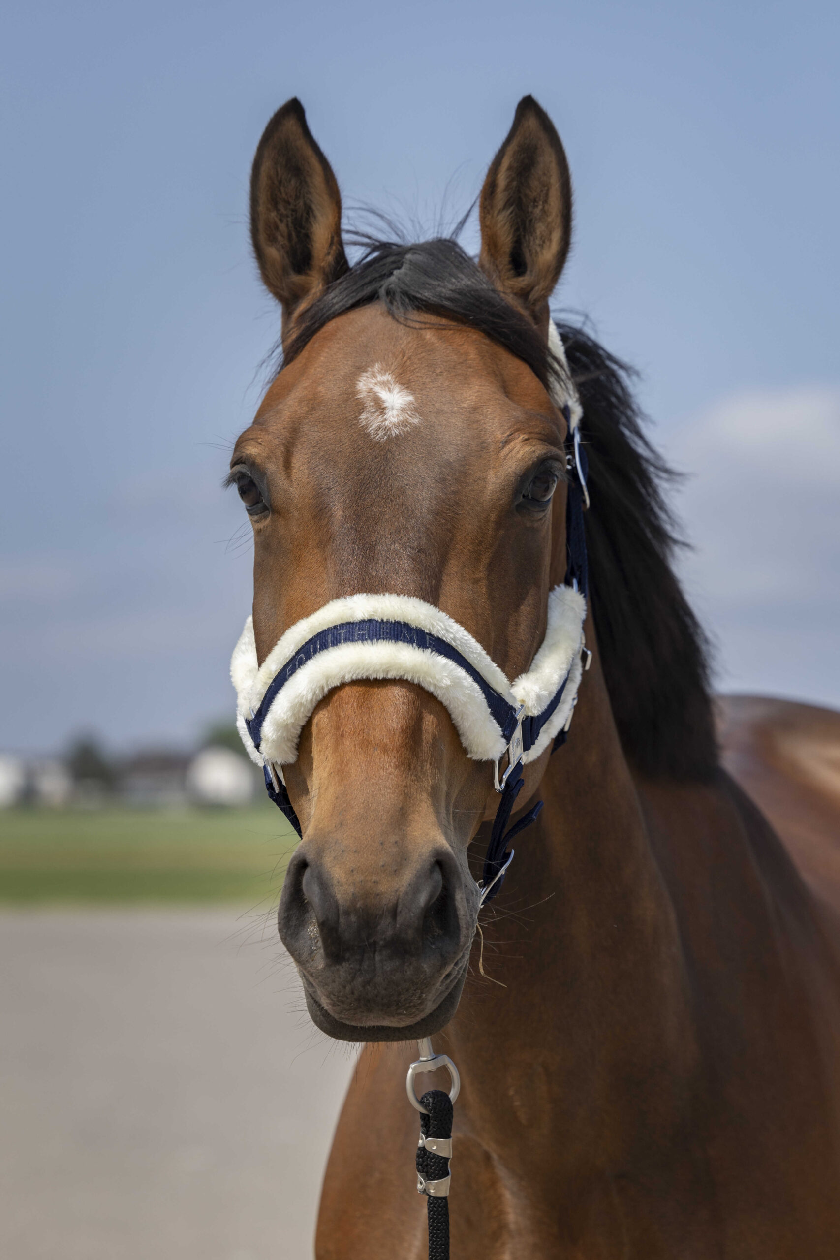 Licol nylon mouton - Equithéme – Image 2