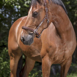 Licol en cuir grooming marron - Norton pro