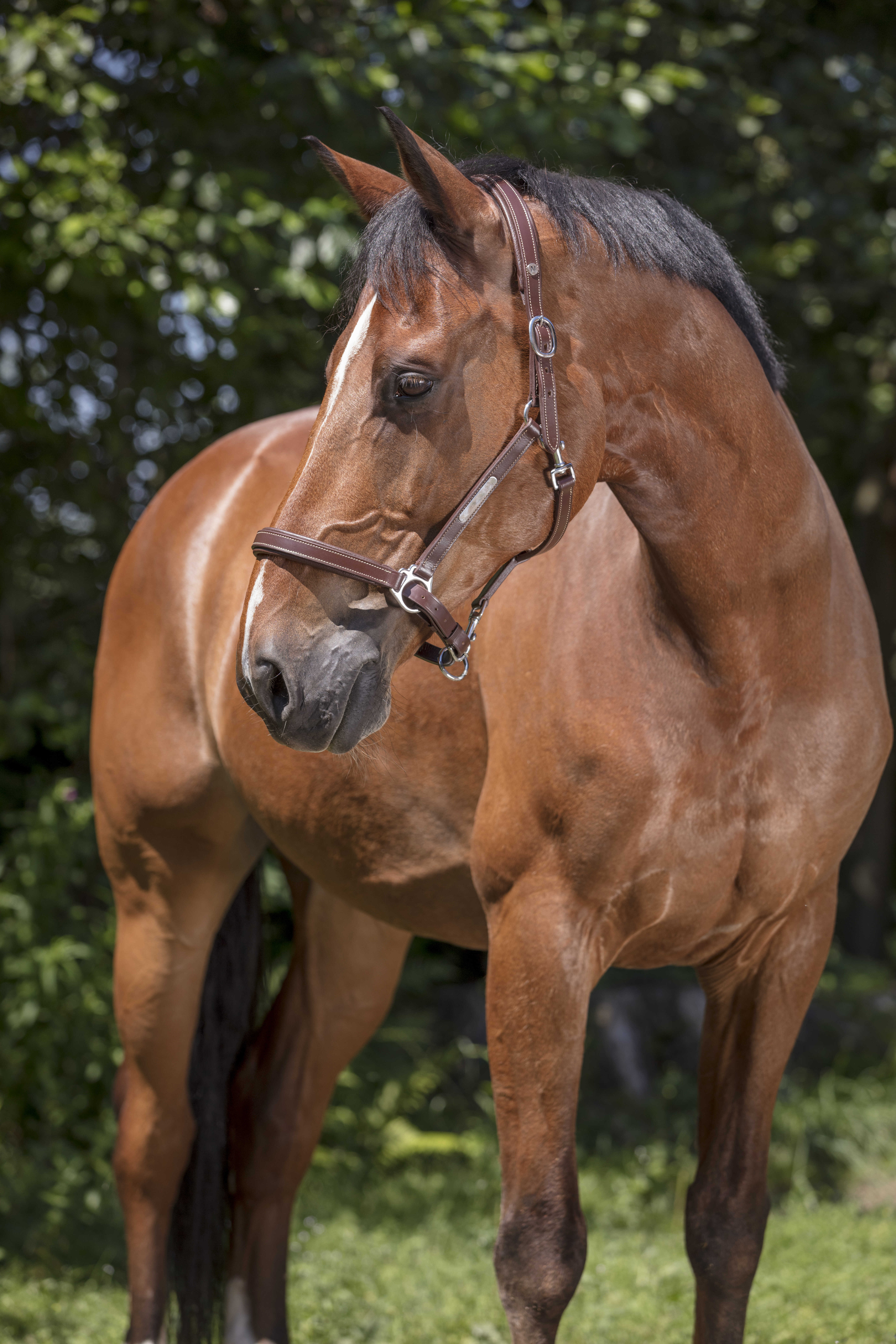 Licol en cuir grooming marron - Norton pro