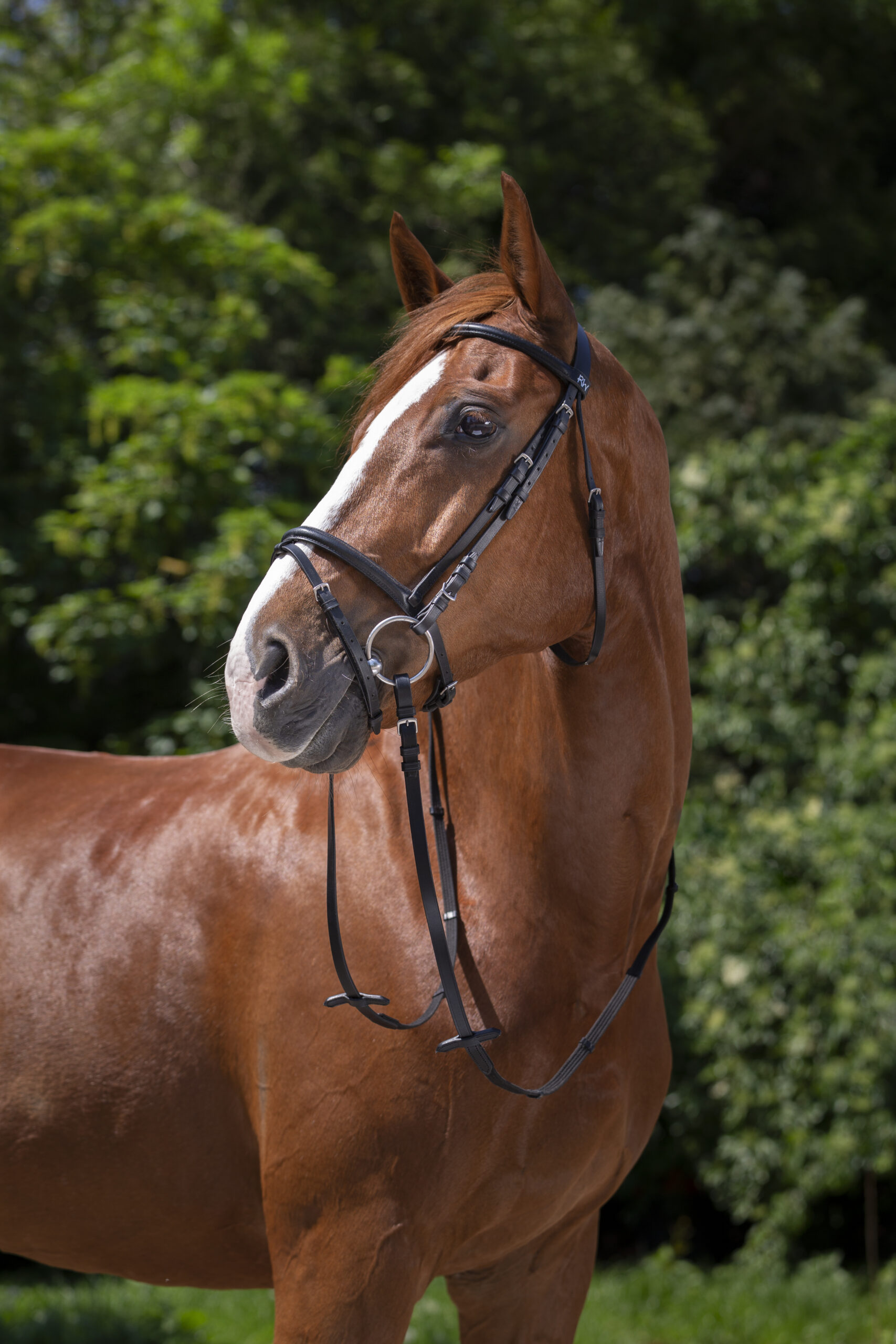 Bridon muserolle combinée noir - Riding World
