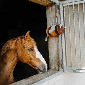 Jouet abeille pour chevaux - HIPPOTONIC