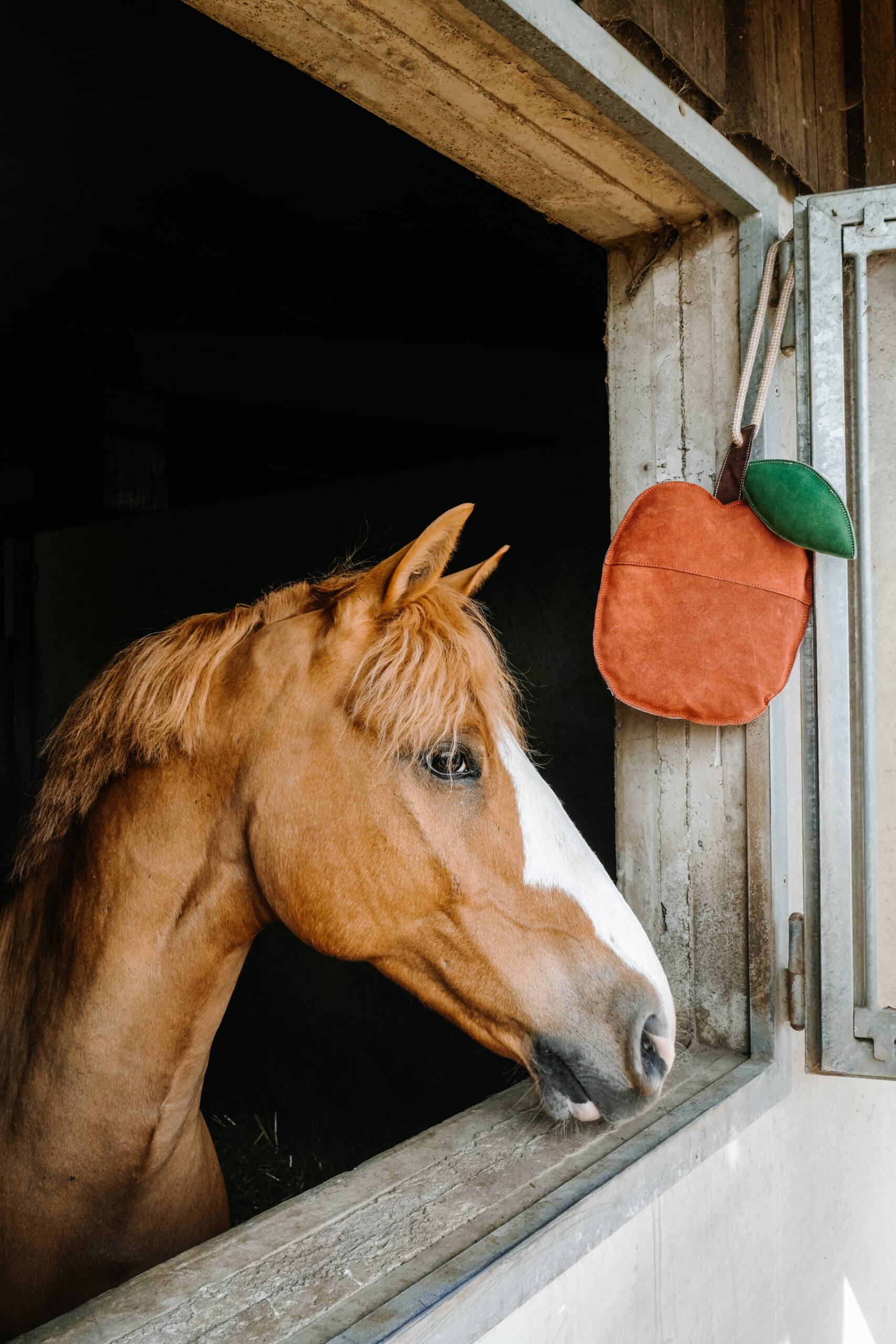 Jouet pomme pour chevaux - HIPPOTONIC